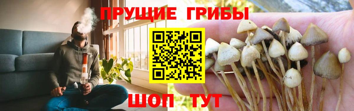 купить закладку  Галлюциногенные грибы MAGIC MUSHROOMS  Коммунар  Вход с VPN  Псилоцибиновые грибы мицелий 